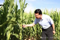 王健深切乌审召镇调研防旱抗旱、生态工