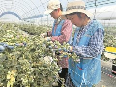 正在但愿的郊野上