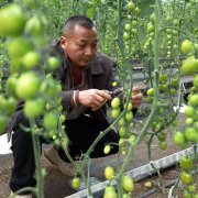 柳江区：生果番茄喜丰收 映红群众“致富